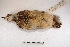  ( - MACN-Or-ct 3614)  @11 [ ] Copyright (2014) MACN Museo Argentino de Ciencias Naturales, Bernardino Rivadavia