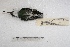  ( - MACN-Or-ct 3644)  @11 [ ] Copyright (2014) MACN Museo Argentino de Ciencias Naturales, Bernardino Rivadavia