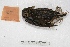  ( - MACN-Or-ct 3729)  @13 [ ] Copyright (2014) MACN Museo Argentino de Ciencias Naturales, Bernardino Rivadavia