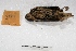  ( - MACN-Or-ct 3729)  @13 [ ] Copyright (2014) MACN Museo Argentino de Ciencias Naturales, Bernardino Rivadavia
