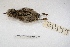  ( - MACN-Or-ct 3754)  @11 [ ] Copyright (2014) MACN Museo Argentino de Ciencias Naturales, Bernardino Rivadavia