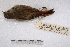  ( - MACN-Or-ct 3760)  @14 [ ] Copyright (2014) MACN Museo Argentino de Ciencias Naturales, Bernardino Rivadavia