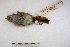 ( - MACN-Or-ct 3760)  @12 [ ] Copyright (2014) MACN Museo Argentino de Ciencias Naturales, Bernardino Rivadavia
