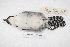  ( - MACN-Or-ct 4163)  @12 [ ] Copyright (2015) MACN Museo Argentino de Ciencias Naturales, Bernardino Rivadavia