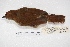  ( - MACN-Or-ct 4164)  @12 [ ] Copyright (2015) MACN Museo Argentino de Ciencias Naturales, Bernardino Rivadavia