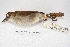  ( - MACN-Or-ct 4164)  @13 [ ] Copyright (2015) MACN Museo Argentino de Ciencias Naturales, Bernardino Rivadavia