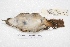  ( - MACN-Or-ct 4164)  @12 [ ] Copyright (2015) MACN Museo Argentino de Ciencias Naturales, Bernardino Rivadavia