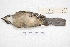  ( - MACN-Or-ct 4167)  @11 [ ] Copyright (2015) MACN Museo Argentino de Ciencias Naturales, Bernardino Rivadavia