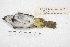  ( - MACN-Or-ct 4172)  @11 [ ] Copyright (2015) MACN Museo Argentino de Ciencias Naturales, Bernardino Rivadavia