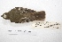  ( - MACN-Or-ct 4253)  @13 [ ] Copyright (2015) MACN Museo Argentino de Ciencias Naturales, Bernardino Rivadavia