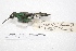  ( - MACN-Or-ct 4261)  @11 [ ] Copyright (2015) MACN Museo Argentino de Ciencias Naturales, Bernardino Rivadavia