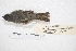  ( - MACN-Or-ct 4266)  @12 [ ] Copyright (2015) MACN Museo Argentino de Ciencias Naturales, Bernardino Rivadavia