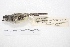  ( - MACN-Or-ct 4266)  @12 [ ] Copyright (2015) MACN Museo Argentino de Ciencias Naturales, Bernardino Rivadavia