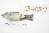  ( - MACN-Or-ct 4266)  @12 [ ] Copyright (2015) MACN Museo Argentino de Ciencias Naturales, Bernardino Rivadavia