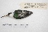  ( - MACN-Or-ct 4268)  @11 [ ] Copyright (2015) MACN Museo Argentino de Ciencias Naturales, Bernardino Rivadavia