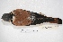  ( - MACN-Or-ct 4298)  @11 [ ] Copyright (2015) MACN Museo Argentino de Ciencias Naturales, Bernardino Rivadavia