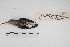  ( - MACN-Or-ct 4348)  @11 [ ] Copyright (2015) MACN Museo Argentino de Ciencias Naturales, Bernardino Rivadavia