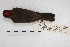  ( - MACN-Or-ct 4351)  @11 [ ] Copyright (2015) MACN Museo Argentino de Ciencias Naturales, Bernardino Rivadavia