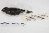  ( - MACN-Or-ct 4380)  @13 [ ] Copyright (2015) MACN Museo Argentino de Ciencias Naturales, Bernardino Rivadavia