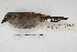  ( - MACN-Or-ct 4385)  @13 [ ] Copyright (2015) MACN Museo Argentino de Ciencias Naturales, Bernardino Rivadavia