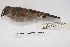  ( - MACN-Or-ct 4386)  @13 [ ] Copyright (2015) MACN Museo Argentino de Ciencias Naturales, Bernardino Rivadavia