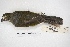  ( - MACN-Or-ct 4510)  @11 [ ] Copyright (2015) MACN Museo Argentino de Ciencias Naturales, Bernardino Rivadavia