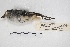  ( - MACN-Or-ct 4514)  @13 [ ] Copyright (2015) MACN Museo Argentino de Ciencias Naturales, Bernardino Rivadavia