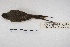  ( - MACN-Or-ct 4581)  @12 [ ] Copyright (2015) MACN Museo Argentino de Ciencias Naturales, Bernardino Rivadavia
