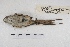  ( - MACN-Or-ct 4581)  @12 [ ] Copyright (2015) MACN Museo Argentino de Ciencias Naturales, Bernardino Rivadavia