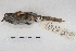  ( - MACN-Or-ct 4583)  @13 [ ] Copyright (2015) MACN Museo Argentino de Ciencias Naturales, Bernardino Rivadavia