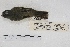  ( - MACN-Or-ct 4584)  @12 [ ] Copyright (2015) MACN Museo Argentino de Ciencias Naturales, Bernardino Rivadavia