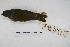  ( - MACN-Or-ct 4792)  @11 [ ] Copyright (2015) MACN Museo Argentino de Ciencias Naturales, Bernardino Rivadavia