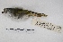  ( - MACN-Or-ct 4792)  @11 [ ] Copyright (2015) MACN Museo Argentino de Ciencias Naturales, Bernardino Rivadavia