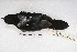  ( - MACN-Or-ct 4800)  @12 [ ] Copyright (2015) MACN Museo Argentino de Ciencias Naturales, Bernardino Rivadavia