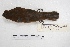  ( - MACN-Or-ct 4817)  @12 [ ] Copyright (2016) MACN Museo Argentino de Ciencias Naturales, Bernardino Rivadavia