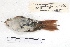  ( - MACN-Or-ct 4832)  @12 [ ] Copyright (2015) MACN Museo Argentino de Ciencias Naturales, Bernardino Rivadavia