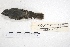  ( - MACN-Or-ct 4853)  @12 [ ] Copyright (2015) MACN Museo Argentino de Ciencias Naturales, Bernardino Rivadavia