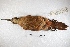  ( - MACN-Or-ct 4857)  @12 [ ] Copyright (2015) MACN Museo Argentino de Ciencias Naturales, Bernardino Rivadavia