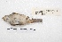  ( - MACN-Or-ct 5002)  @11 [ ] Copyright (2015) MACN Museo Argentino de Ciencias Naturales, Bernardino Rivadavia