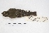  ( - MACN-Or-ct 5023)  @12 [ ] Copyright (2015) MACN Museo Argentino de Ciencias Naturales, Bernardino Rivadavia