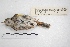 ( - MACN-Or-ct 5032)  @11 [ ] Copyright (2015) MACN Museo Argentino de Ciencias Naturales, Bernardino Rivadavia