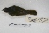  ( - MACN-Or-ct 5078)  @11 [ ] Copyright (2015) MACN Museo Argentino de Ciencias Naturales, Bernardino Rivadavia