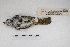  ( - MACN-Or-ct 5078)  @11 [ ] Copyright (2015) MACN Museo Argentino de Ciencias Naturales, Bernardino Rivadavia