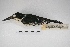  ( - MACN-Or-ct 5151)  @11 [ ] Copyright (2015) MACN Museo Argentino de Ciencias Naturales, Bernardino Rivadavia