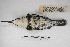  ( - MACN-Or-ct 5151)  @11 [ ] Copyright (2015) MACN Museo Argentino de Ciencias Naturales, Bernardino Rivadavia