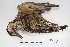  ( - MACN-Or-ct 5163)  @11 [ ] Copyright (2016) MACN Museo Argentino de Ciencias Naturales, Bernardino Rivadavia