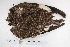  ( - MACN-Or-ct 5248)  @11 [ ] Copyright (2016) MACN Museo Argentino de Ciencias Naturales, Bernardino Rivadavia