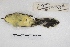 ( - MACN-Or-ct 5365)  @12 [ ] Copyright (2015) MACN Museo Argentino de Ciencias Naturales, Bernardino Rivadavia