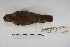  ( - MACN-Or-ct 5368)  @12 [ ] Copyright (2015) MACN Museo Argentino de Ciencias Naturales, Bernardino Rivadavia