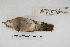  ( - MACN-Or-ct 5368)  @12 [ ] Copyright (2015) MACN Museo Argentino de Ciencias Naturales, Bernardino Rivadavia